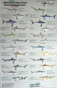  Shark Identification Poster: Explore similar items