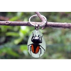  Real Amber Insect Keychain Jewelry Dorbeetle (Glow in the 