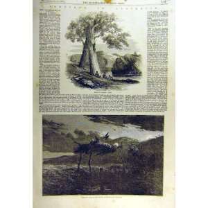  1857 Sketches Australia Tree Climbing Aborigini Death 