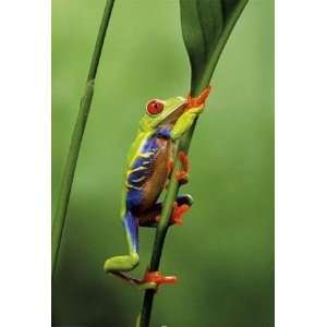  Red eyed treefrog PAPER POSTER measures 36 x 24 inches (91 