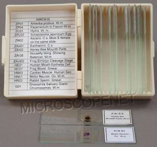 15 Permanent Microscope Slides in Zoology & Histology  
