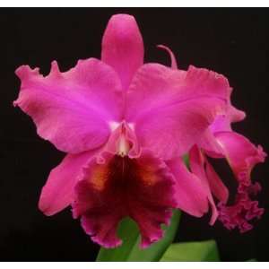 Blc Yonges Island Newberry (Cattleya Orchid Plant)  