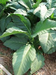 NEW SEED 6500+ Thailand tobacco seeds   1000 mg on 2011  