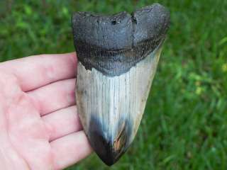 75a Miocene Megalodon fossil shark tooth POINTY KILLER  