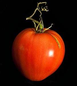 KOSOVO rare heirloom tomato rich hearty flavor 15 seeds early  