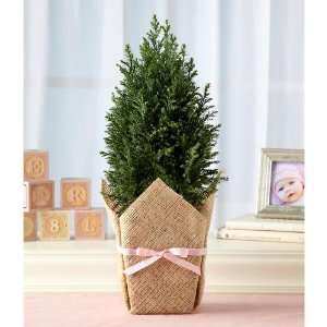 Growing Tree for Baby Girl Grocery & Gourmet Food