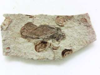 Fossil Insect on Matrix from China (15x5mm)   1.5 g  