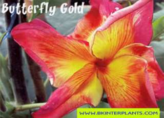 Plumeria with rooted Butterfly Gold Strongly this yea  