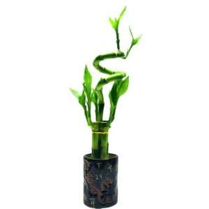   Lucky Bamboo Arrangement in a Ceramic Pots with Chinese Character for