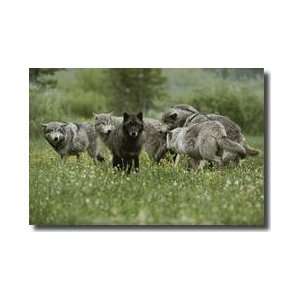  Gray Wolves Sawtooth Mountains Idaho Giclee Print: Home 