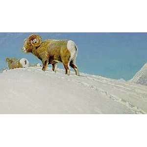  Robert Bateman   Last Look Bighorn Sheep: Home & Kitchen
