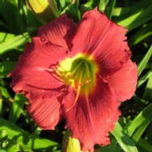  5 Fans of Siloam Cherry Chimes Daylilies Patio, Lawn 