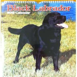  Dog Calendars Black Labradors (Wiro)   16 Month   11.7x11 