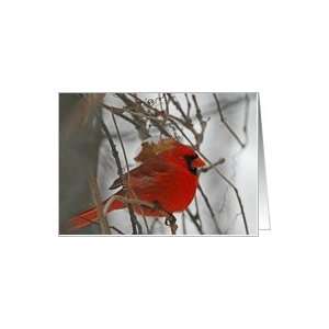  Wintertime Red Male Cardinal Blank Card Card Health 