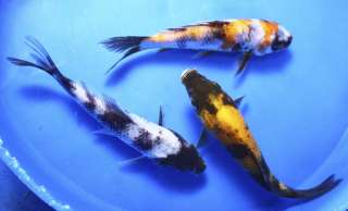 LOT 4 5 SHOWA & UTSURI MIX Standard Fin Live Koi fish pond garden 