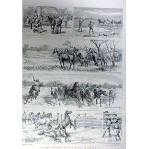   Warrigals Queensland Australia Wild Horses 1896: Home & Kitchen