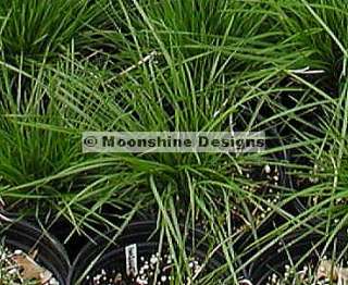 TUFTED HAIR GRASS ORNAMENTAL SEED Pkt.  