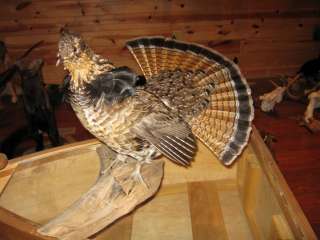   Standing Ruffed Grouse Taxidermy Mount Art Wildlife  No Reserve