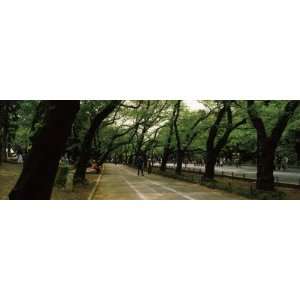  Trees Along a Road, Ueno Park, Taito, Tokyo Prefecture 