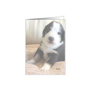  Greater Swiss Mountain Dog Puppy Note Card Health 