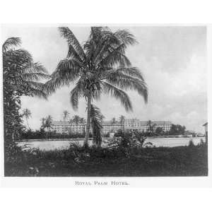  Royal Palm Hotel,taverns,trees,buildings,ocean,waterfront 