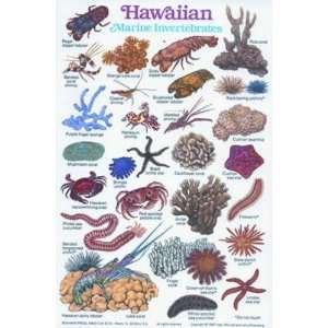   & Fishermen   Marine Invertebrates of Hawaii