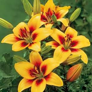  Asiatic Lily Bulbs Grand Cru Patio, Lawn & Garden