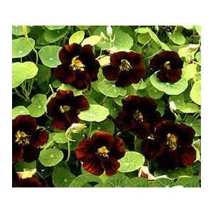  Nasturtium Burgundy Flower Seed Pack Patio, Lawn & Garden