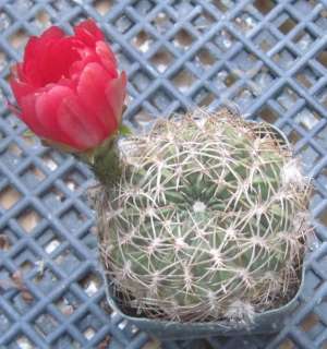 Lobivia prestoana Rose Red Flowers Cactus SM 3  