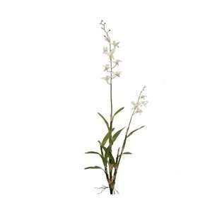  Dendrobium Orchid Plant   42 (Pack of 6) Arts, Crafts 