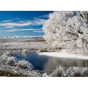 Frozen Pond and Hoar Frost on Willow Tree, near Omakau, Hawkdun Ranges 