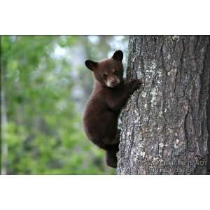  American Black Bear Cub   24x36 Poster 