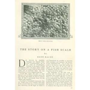  1911 Learning About Fish Studying Fish Scale Salmon 