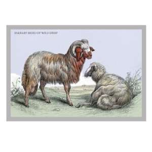  Barbary Breed of Wild Sheep by John Stewart, 24x32