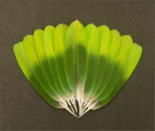 Green  Parrot Tail Feathers peyote powwow FAN SET/pairs to 6 