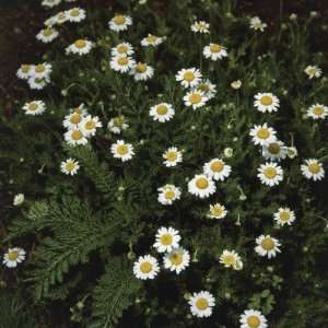 High Angle View of Roman Camomile Flowers (Anthemis Nobilis) Premium 