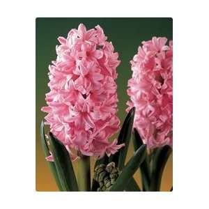  Hyacinth   Pink Frosting Fall Flower Bulb   Pack of Three 