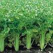 Celery seed, Utah 52 70 , over 500 seeds per pkg.  