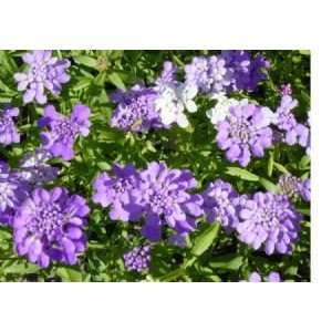  Candytuft Flower Seeds 1,500 Seeds in Each Packet with Free 