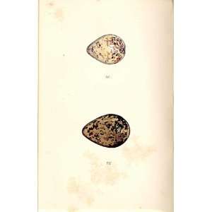   Meyer Bird Eggs 1842 Turnstone & Crested Lapwing