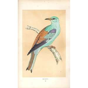 Roller British Birds 1St Ed Morris 1851