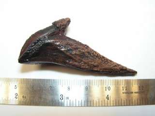 Dinosaur Fossil Triceratops Dbl Rooted Tooth Rep CKPR62  