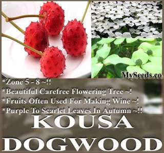   Japanese Chinese Kousa Dogwood Cornus kousa chinensis Tree Seeds SHOWY