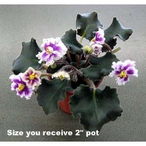   Miniature Violet   2 Pot   Constant Blooms Patio, Lawn & Garden