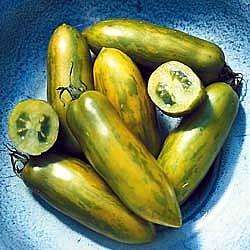 Green Sausage Tomato 4 Plants   Rich Sweet Flavor  