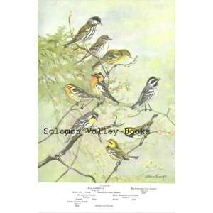   Birds) Warblers, Northern Water Thrush, Louisiana Water Thrush, Oven