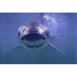  Great White Shark by Unknown 36x24: Kitchen & Dining
