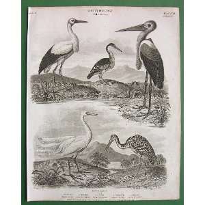  BIRDS Ornithology Stork Heron Egret Bittern   1811 SCARCE 