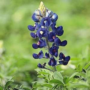  TEXAS BLUEBONNET Lupinus Texensis 150 seeds Patio, Lawn 