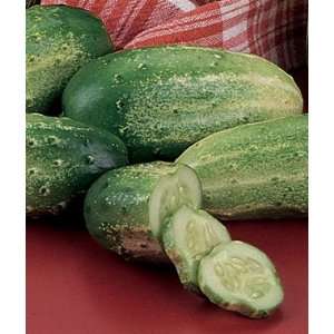  Cucumber, Sumter Organic 1 Pkt. (20 Seeds) Patio, Lawn 